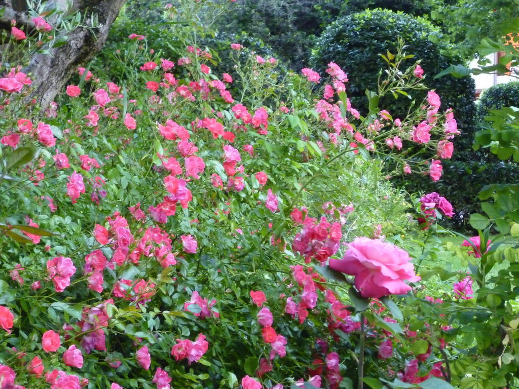 B&B Villa Dei Pini Domegliara ภายนอก รูปภาพ